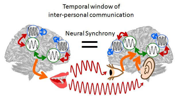 The temporal window of communication emerges via neural synchrony